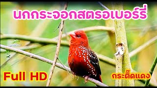 เสียงนกกระติ๊ดแดง (นกกระจอกสตรอเบอร์รี่) Red avadavat call #เสียงนก #bird