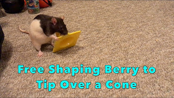 Clicker Training w/Rats: Free-Shaping A Rat To Tip Over A Cone
