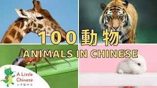 100 Animals in Chinese | 一百種動物的中文名稱 | Educational Video For Kids to Learn Chinese