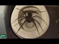 LES 10 ARAIGNÉES LES PLUS GRANDES VIVANT AU MONDE ! 🕷️