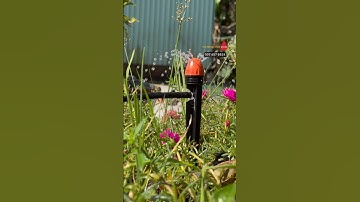 Béc tưới nhỏ giọt 8 tia cho cây mai vàng giá rẻ ít tốn công #becnhogiot