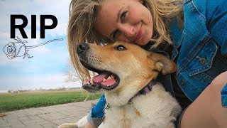 A Tribute to My Dog (Django) | Get Your Tissues, Folks