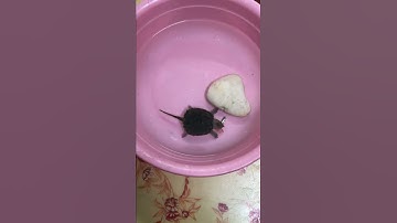 Rùa Cá Sấu Săn Mồi