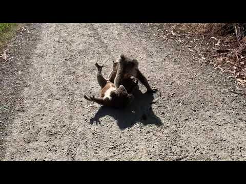 Koala fight