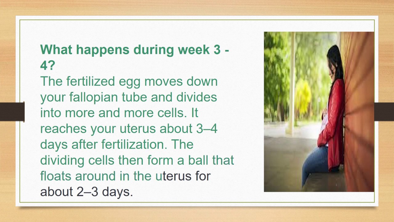 Pregnancy: The first month ,Pregnancy Week By Week,1 Months Pregnant