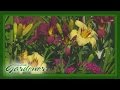Daylily Garden | Volunteer Gardener