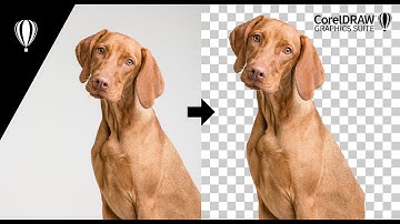 How to remove background in CorelDRAW/PhotoPaint 2022 using Magic Wand Tool