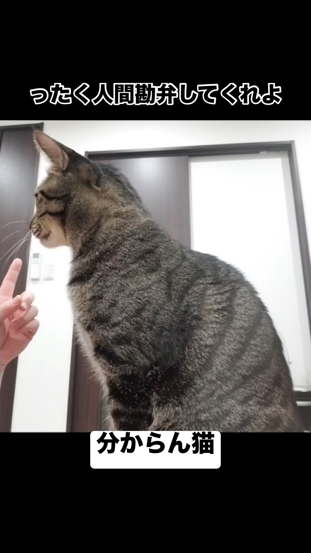 Voiceover of a Confused Cat #shorts - YouTube