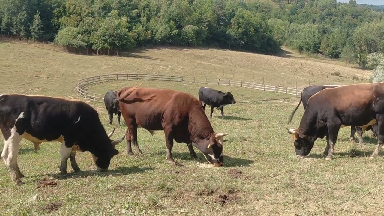 Kada Zemo pozove cijelo Dinino stado dođe