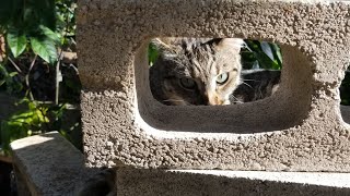 Cat playing concrete jenga