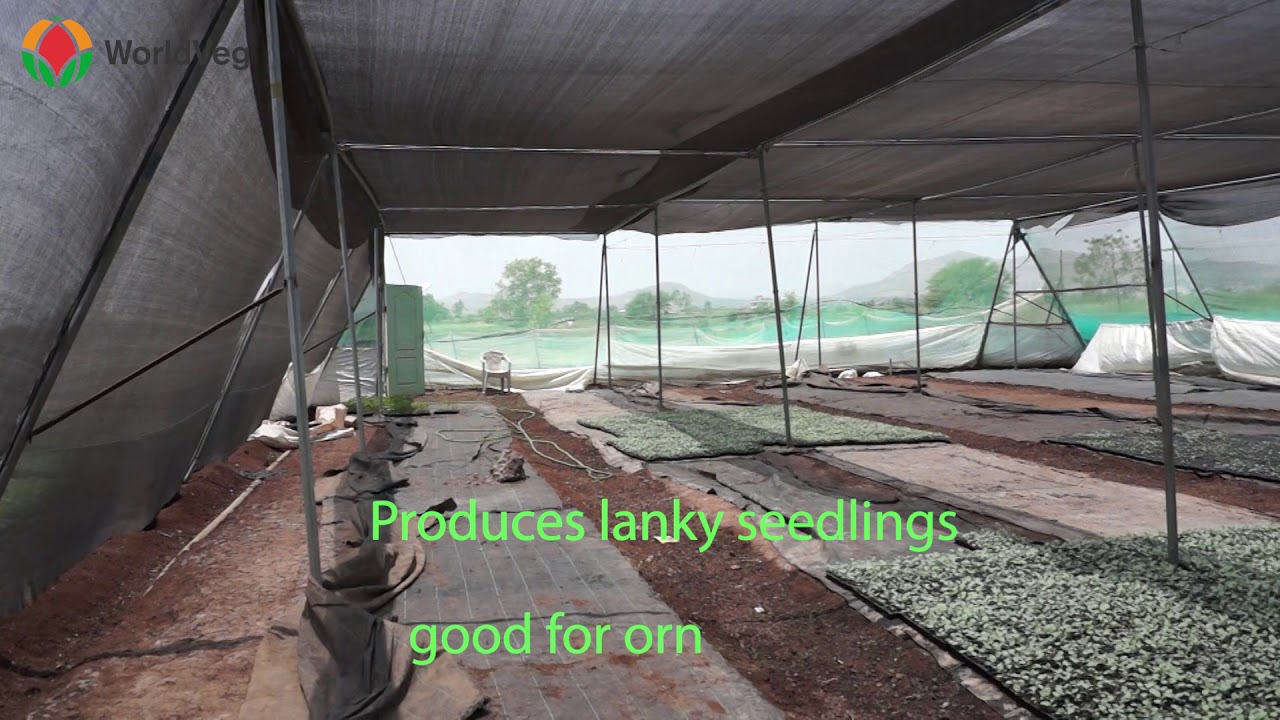 Vegetable Nursery Structures YouTube