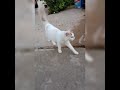 soft and smooth white cat | shorts