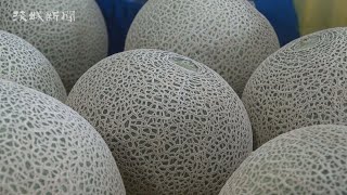 春メロン早くも出荷 天候恵まれ甘く 鉾田市 - YouTube