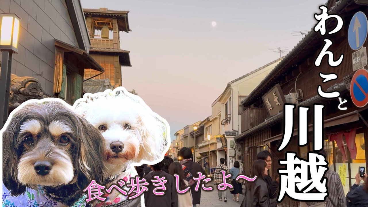 わんこと小江戸川越食べ歩き🐶多頭飼いシュナウザーの犬連れお出かけ