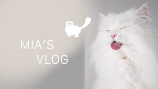 Cat Vlog | Fluffy Day With Mia
