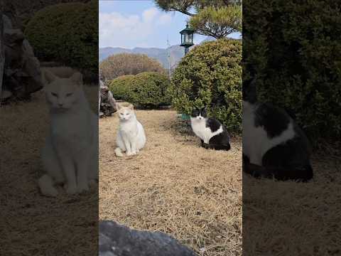 한때 단짝이었던 길냥이들(송이와 동이)