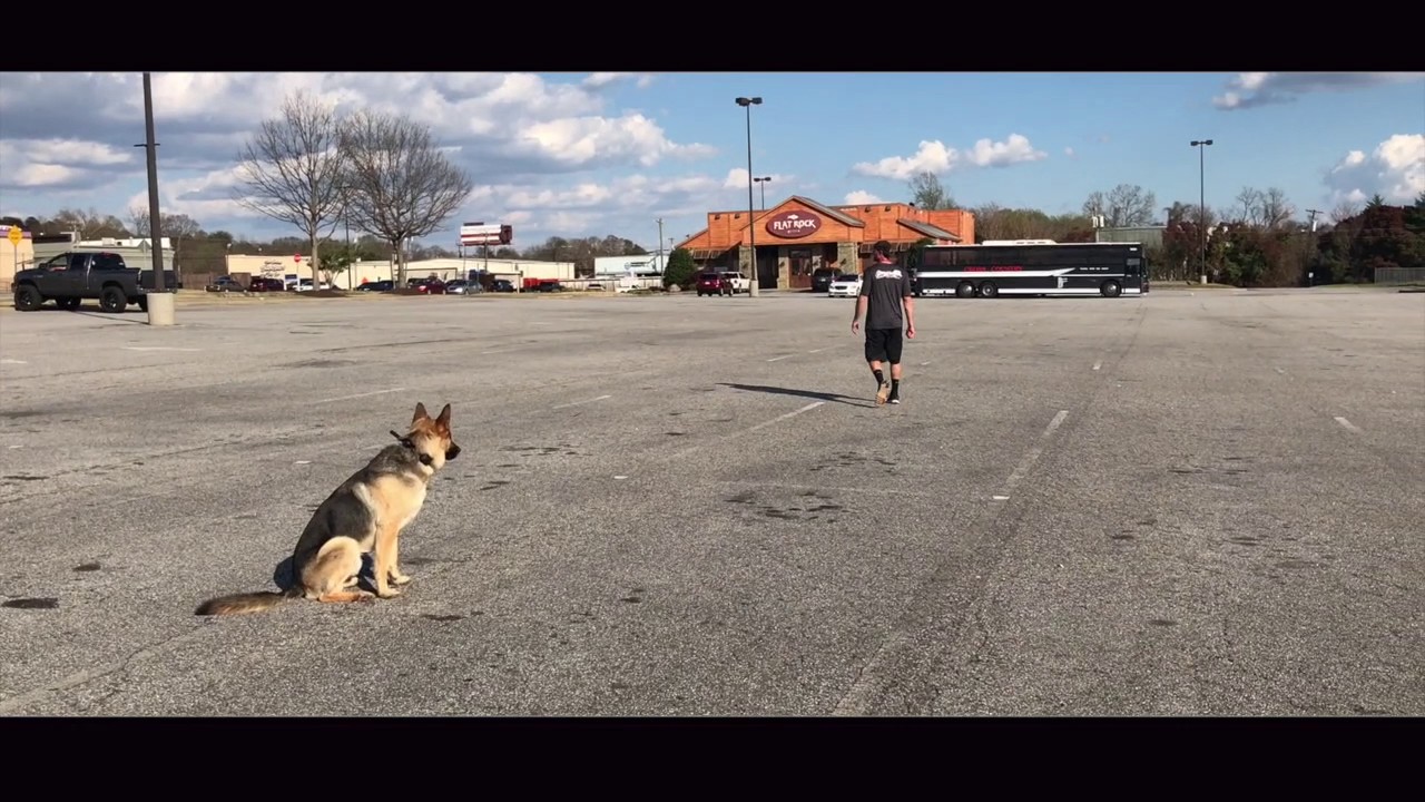 German Shepherd Trainers/ Greenville Dog Trainers/GSD obedience training dog sound