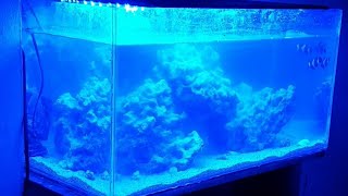 Saltwater Aquarium Setup | Clownfish