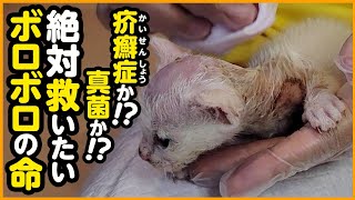 【子猫保護】ボロボロで保護...この小さな命を守りたい