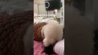 Ayağimla Oynarken Uyudu😎💕 Öpek Şfet