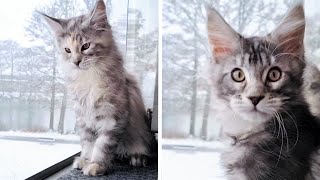 Excited Maine Coon Kittens See Snow for the First Time!