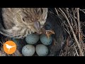 Bird Chick Chokes to Death from Overfeeding