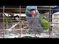 Hodowla papug lubuskie