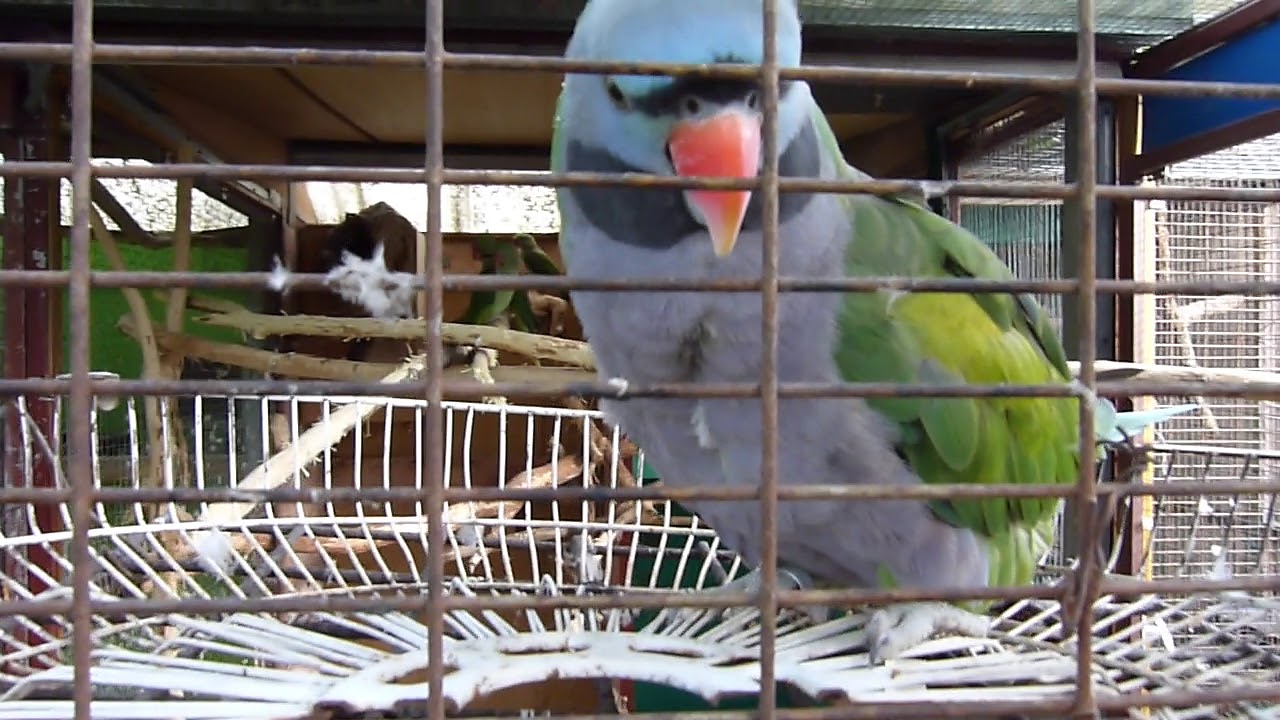 Hodowla papug lubuskie - YouTube
