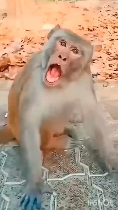 dog 🐕💞 & monkey 🐒 funny 🤣 #funnyvideos #dog #monkey #viral #video #funny #cute #shorts #yt