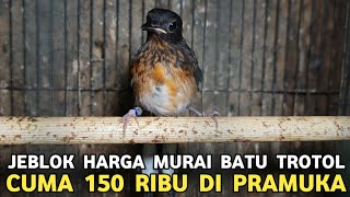 JEBLOK MURAI BATU TROTOL CUMA 150 RIBU DEWASA 300 RIBUAN DI PASAR BURUNG PRAMUKA 