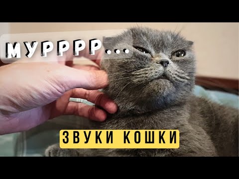 Мурчание кошки 😸 Мурчит как трактор