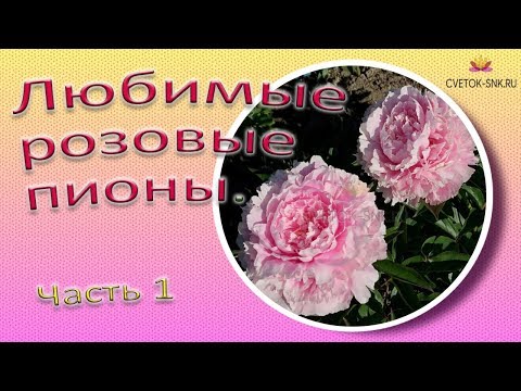 Видео: Сорта розовых пионов – выбор цветов розового пиона для сада