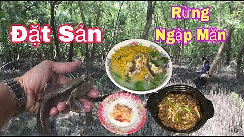 Tìm Đặt Cá Thòi Lòi Khu Rừng Mắm, Cá Thì Nhiều Nhưng Toàn Cá Nhỏ - @Đoàn 39 Vlog