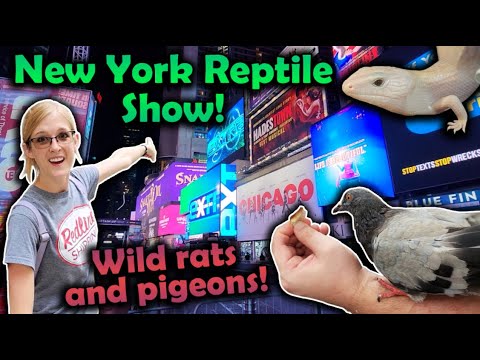 Attending the White Plains Reptile Expo! (New York Vlog) - YouTube