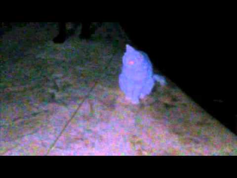 קטע מפחיד- עניים של חתולה זוהרות בחושך בכחול ואדום