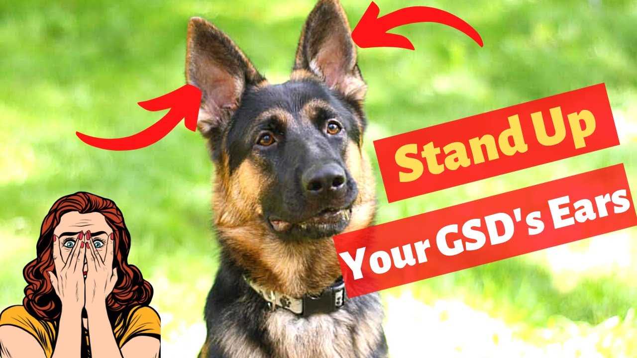 How To Make German Shepherd Ears Stand Up Youtube