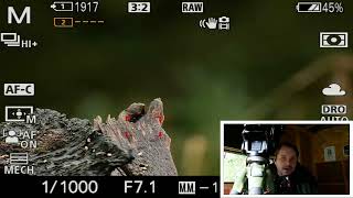 LIVE WOODLAND WILDLIFE PHOTOGRAPHY  and unseen footage by Drew Webb Wild 219 views 7 months ago 40 minutes