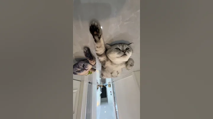 Watch the video about Ouch #cat #funnycat #funny