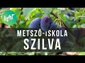 Szilvafa metszése - Fiskars metsző-iskola