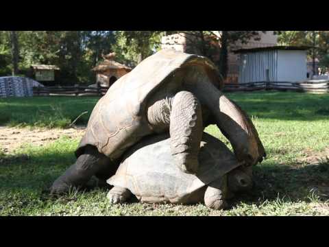 Video: Byly obrovské želvy živé?