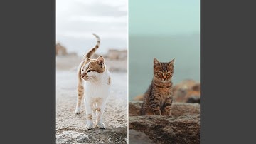 Relaxing Backdrops for Mysterious Kittens