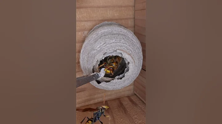 Feeding Honey Worm to Hornet Queen