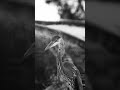 WOLVES IN THE THRONE ROOM | ESTUARY | OUT NOW