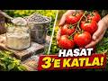 Yüzde 99'un Bilmediği Sır: Kemik Unu ve Kül ile Domates Hasadınızı 3'e Katlayın!