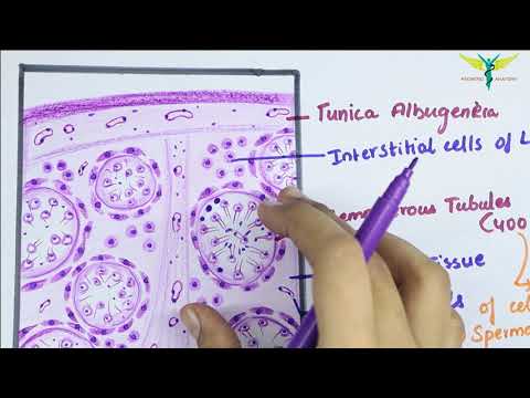 Video: Verschil Tussen Seminiferale Tubuli En Leydig-cellen