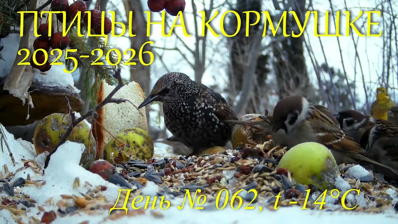 Птицы на кормушке 2025-2026, день №062