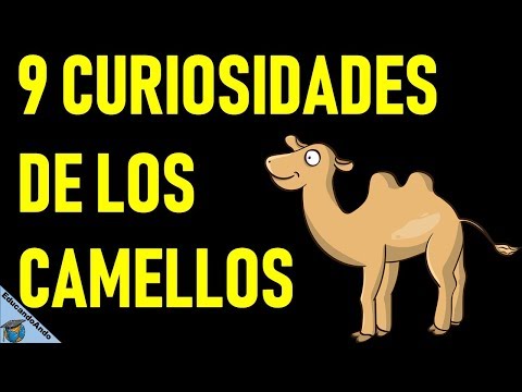 Video: Velocidad del camello: información interesante