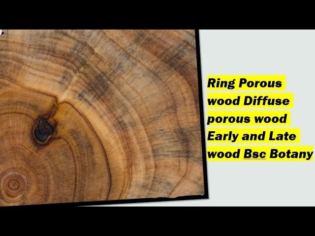 Understanding Wood: Four Structure Types | Popular Woodworking