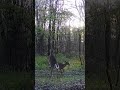 Early morning fights I guess #trailcam #deer #nature #wildlife