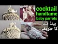 How to hand tame cocktail parrot  cocktail baby day by day  cockatiel hand feeding formula